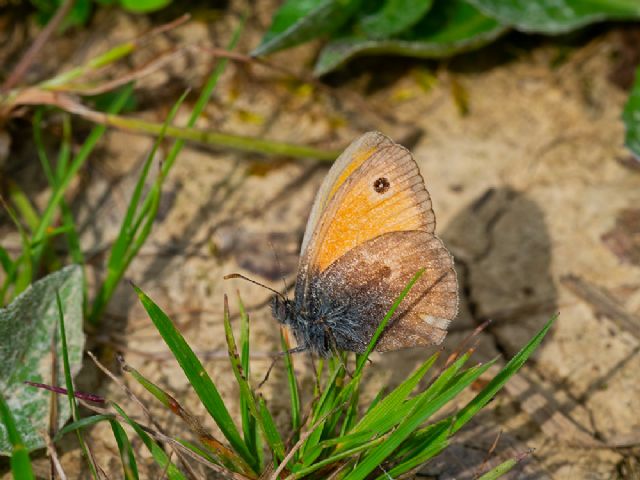 ID farfalla marrone:  Coenonympha pamphilus (Nymphalidae Satyrinae)